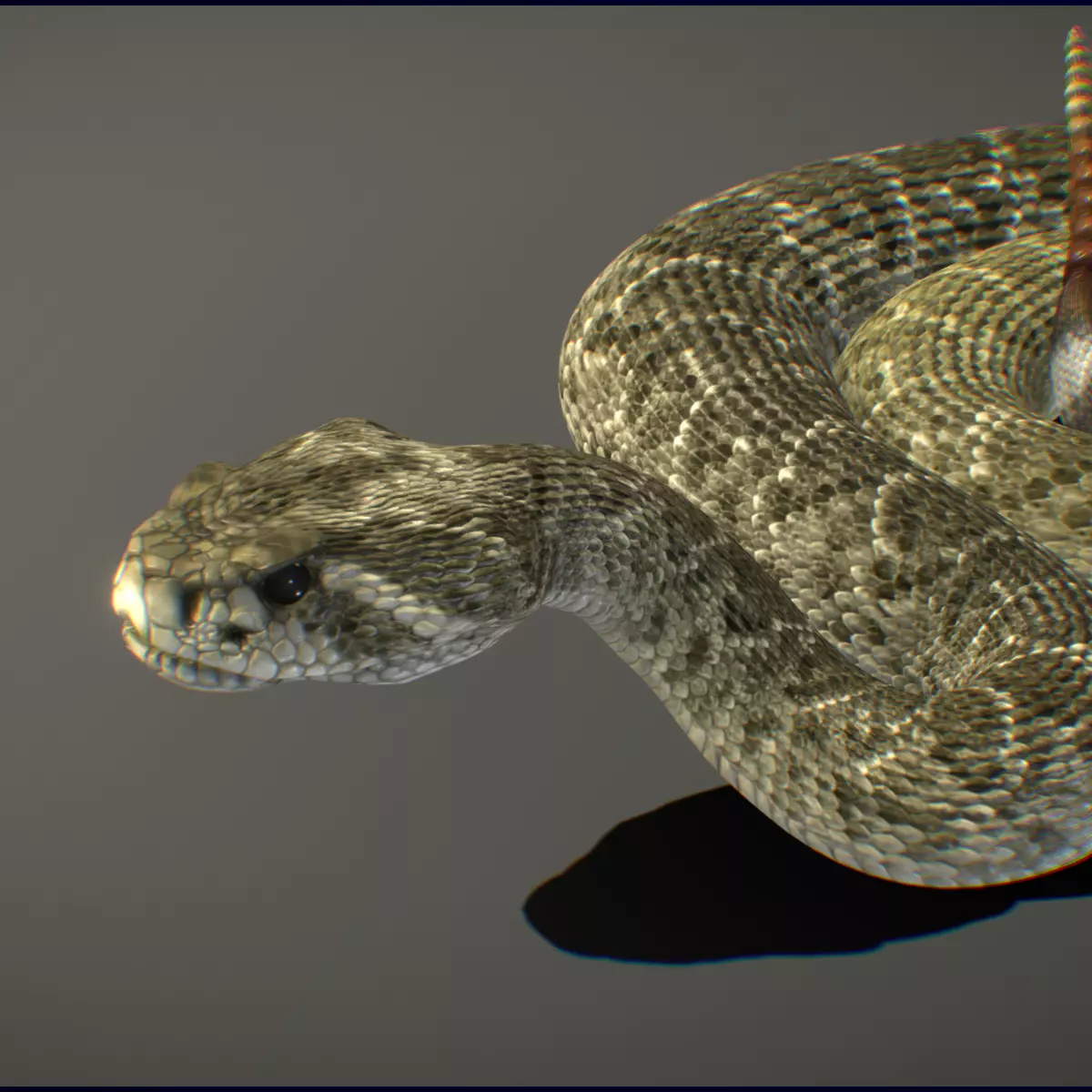Western Diamondback Rattlesnake 3D model_0