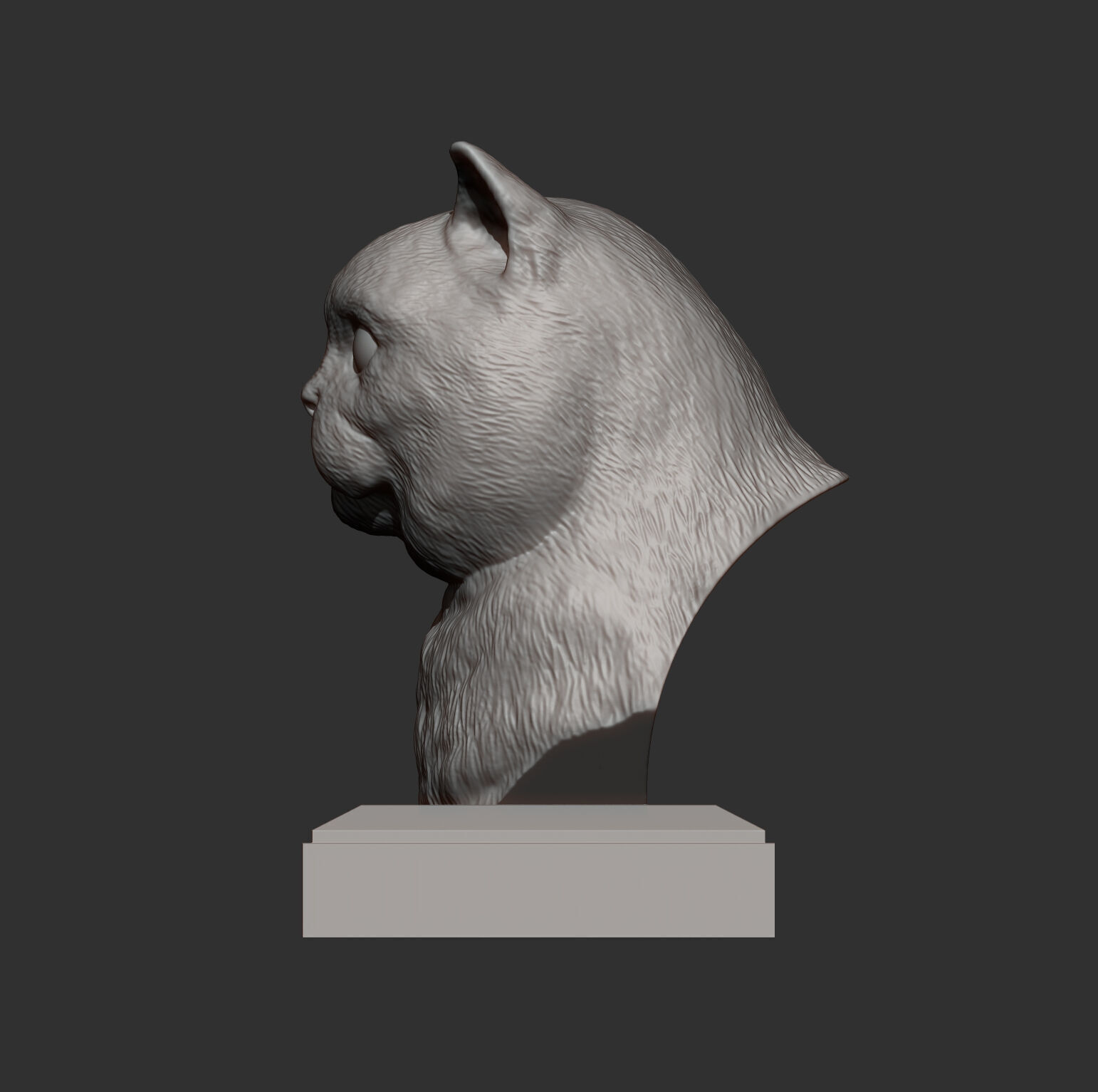 British Shorthair Cat Bust 3D print model_5