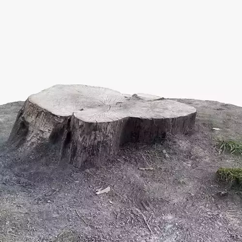 Photorealistic 3D scan of Tree Sawed Stump