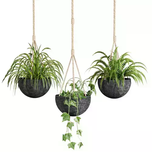 hanging Plants Set