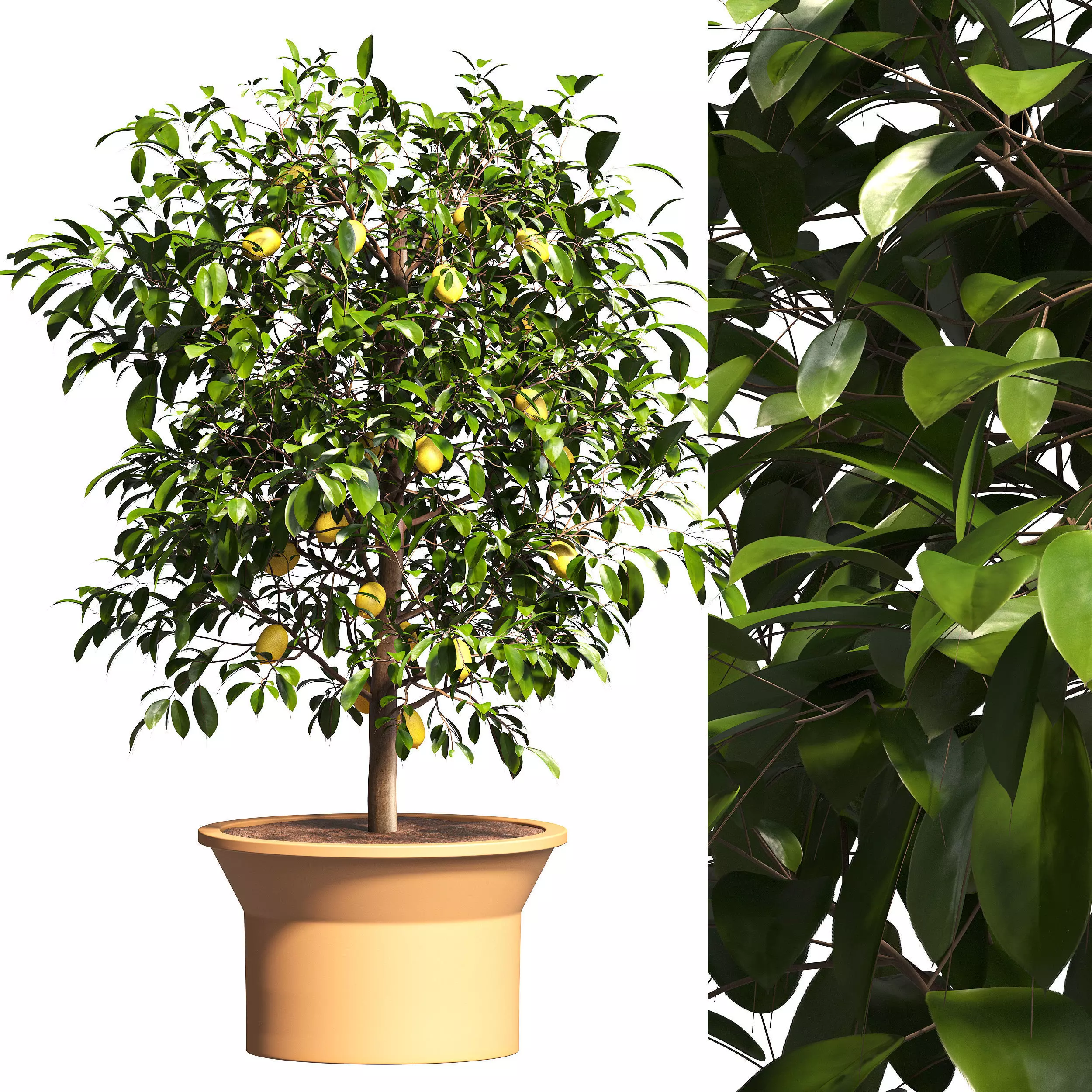 Limon Decor 3D model