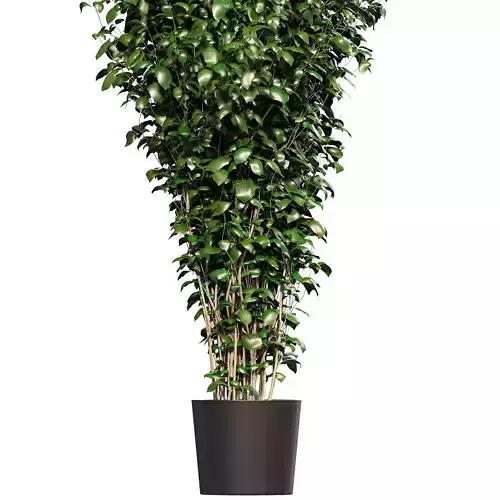 Tree Ficus