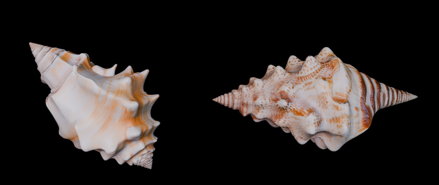 Reef Asset Pack Low-poly 3D model_7