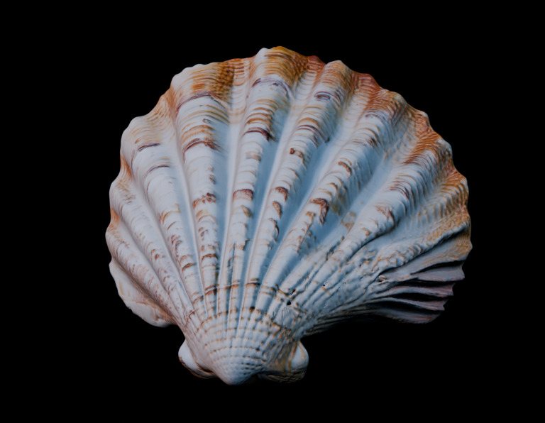 Reef Asset Pack Low-poly 3D model_8