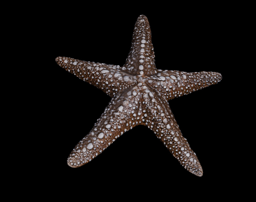 Reef Asset Pack Low-poly 3D model_5