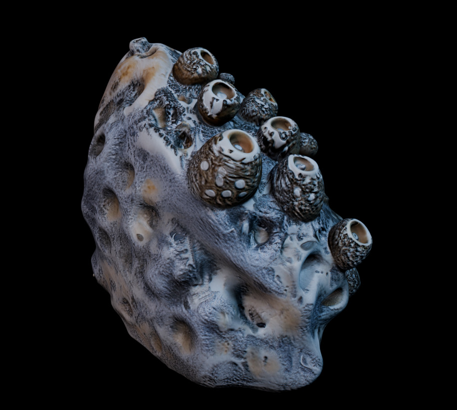 Reef Asset Pack Low-poly 3D model_17