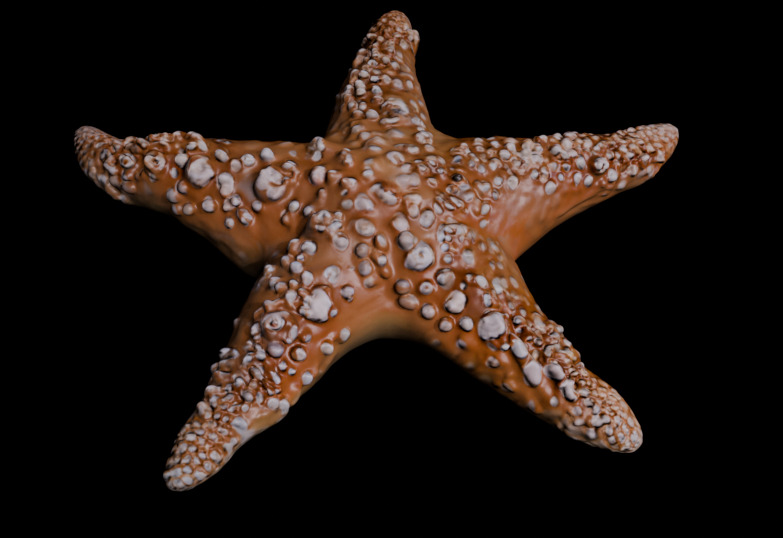 Reef Asset Pack Low-poly 3D model_6