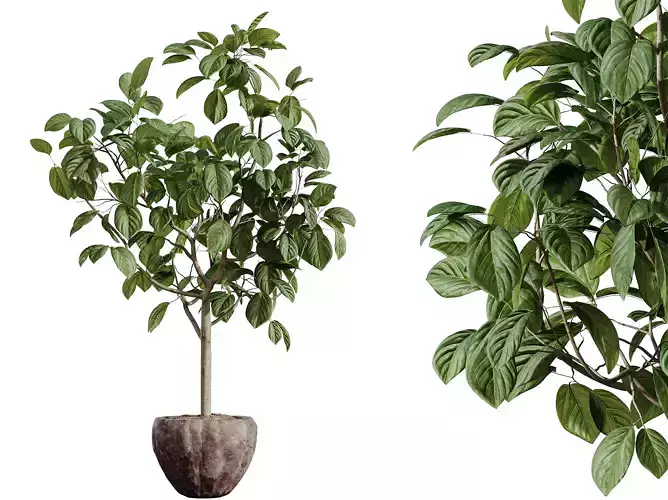 AV HousePlants Japandi Minimalism Ficus Dracaena Marginata 07