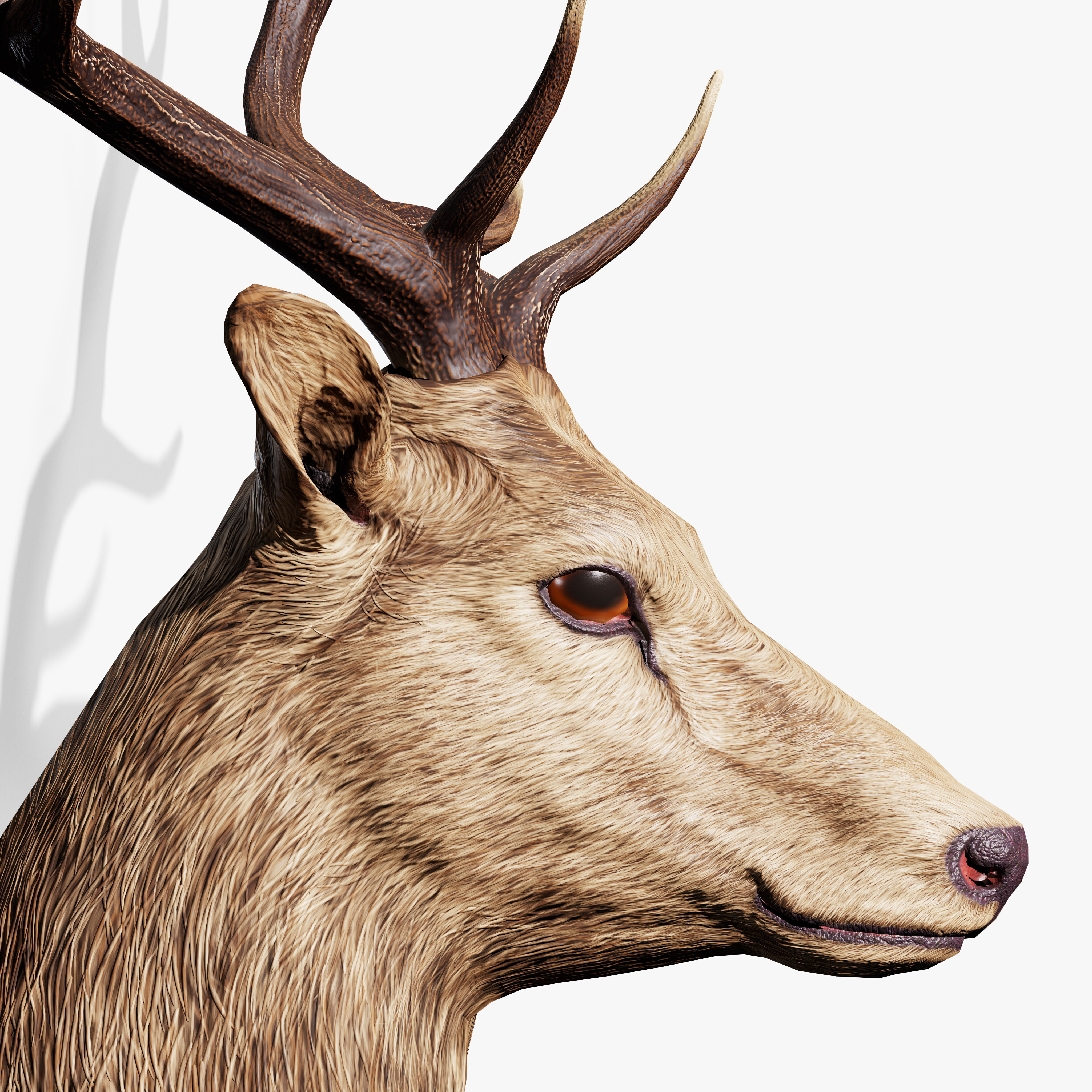 Trophy Deer Stag Low-poly 3D model_8