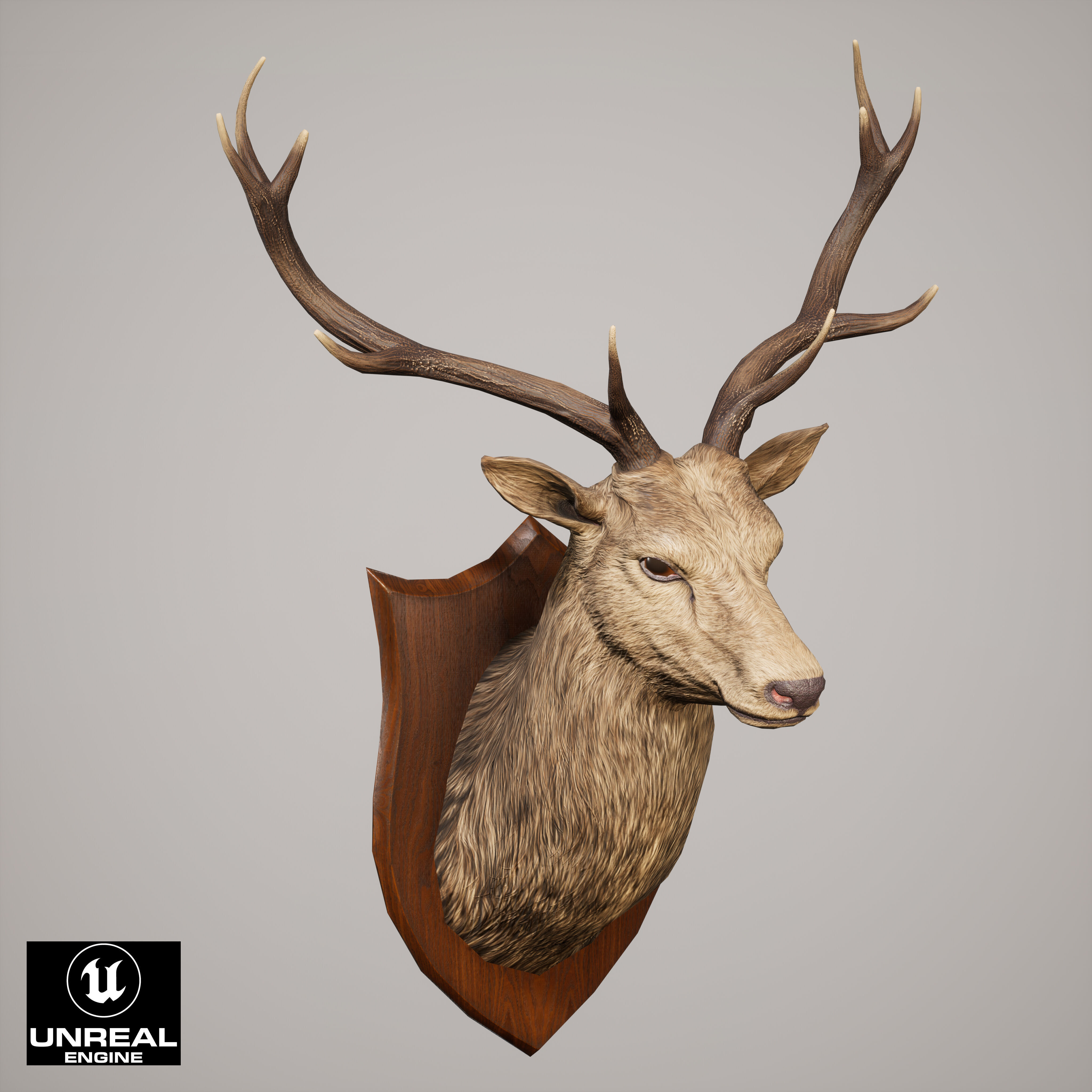 Trophy Deer Stag Low-poly 3D model_13