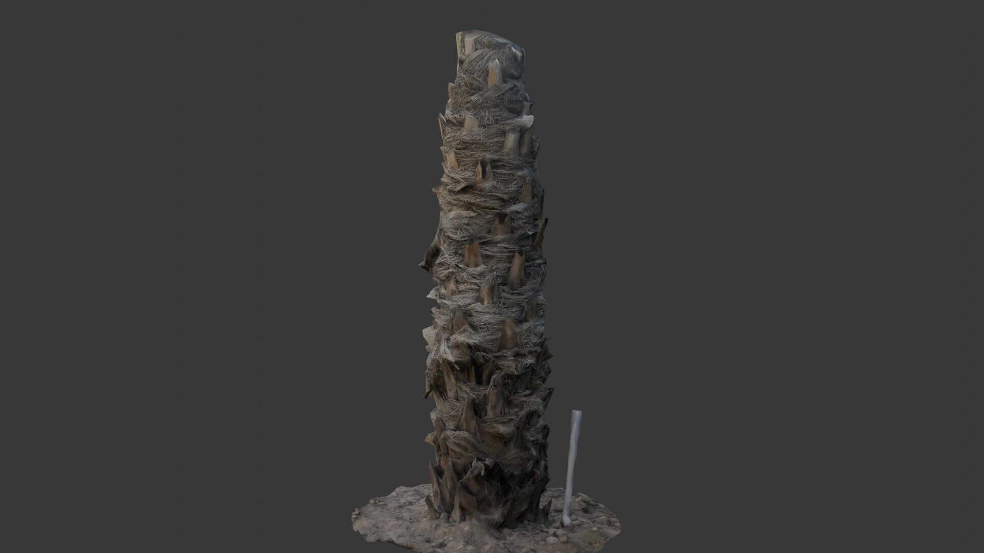 Palm Tree Trunk with Fiber Mesh Low-poly 3D model_5