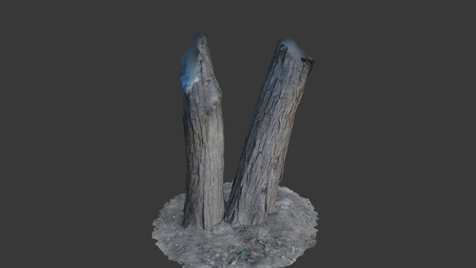 Tree Trunks with Bark Texture Low-poly 3D model_7