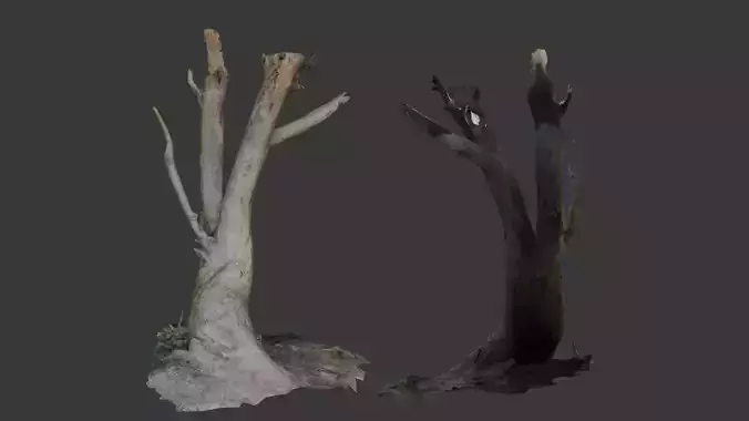 Tall Dead Tree with Broken Branches 