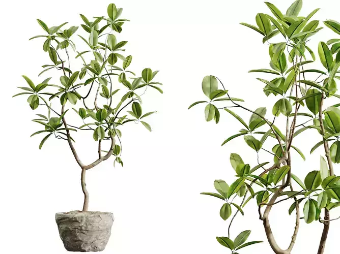AV HousePlants Japandi Minimalism Ficus Dracaena Marginata08
