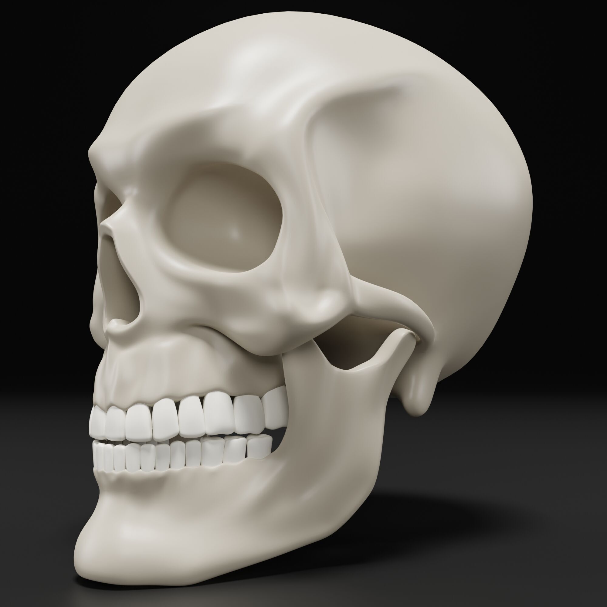 Human Skull 3D model_7