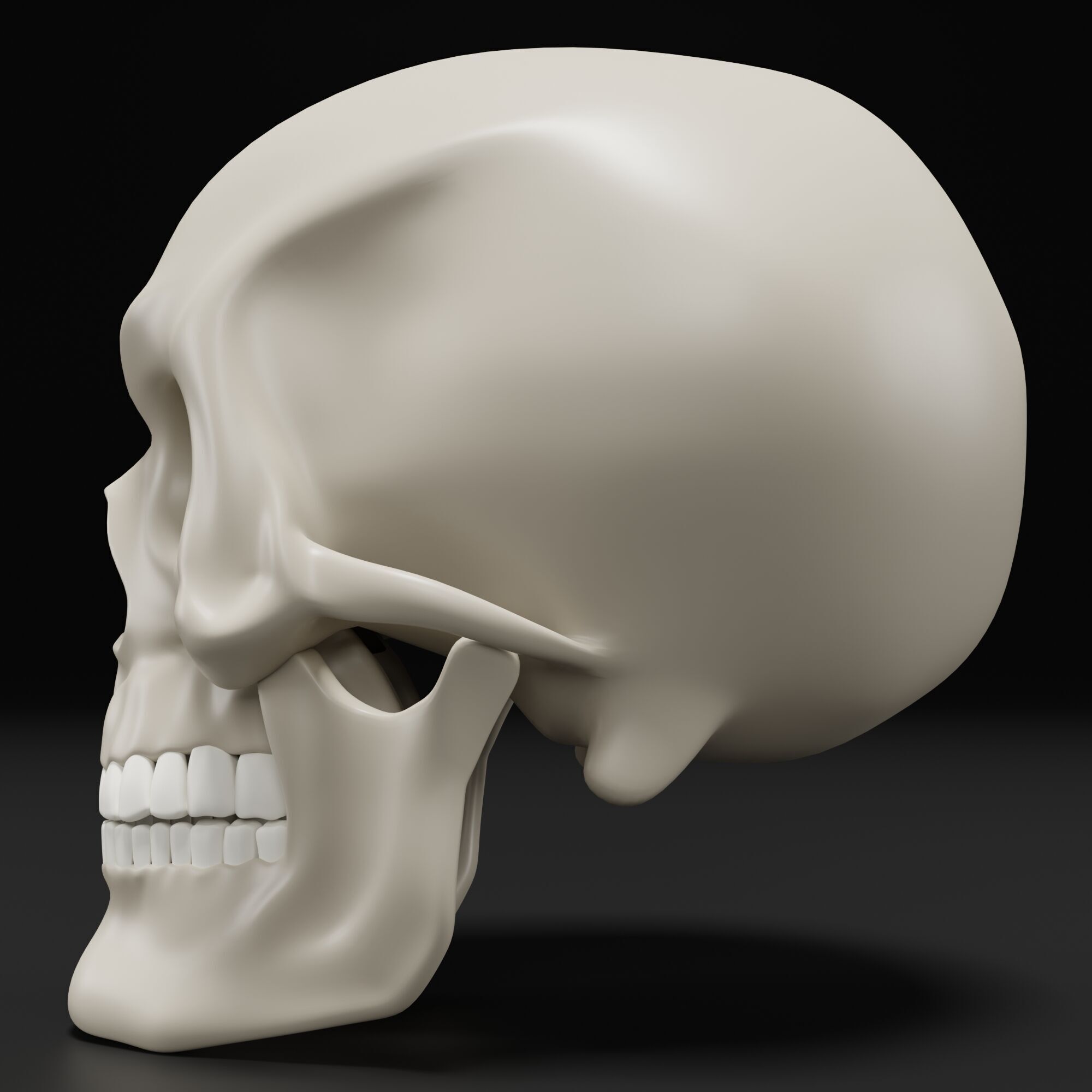 Human Skull 3D model_6
