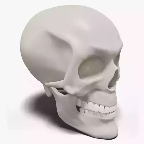 Human Skull