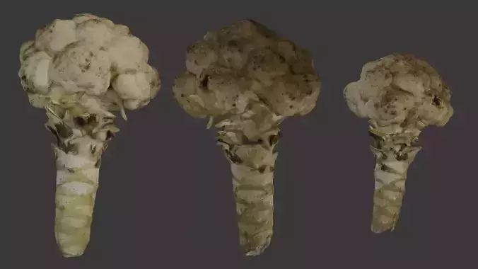 Cauliflower 3D Model