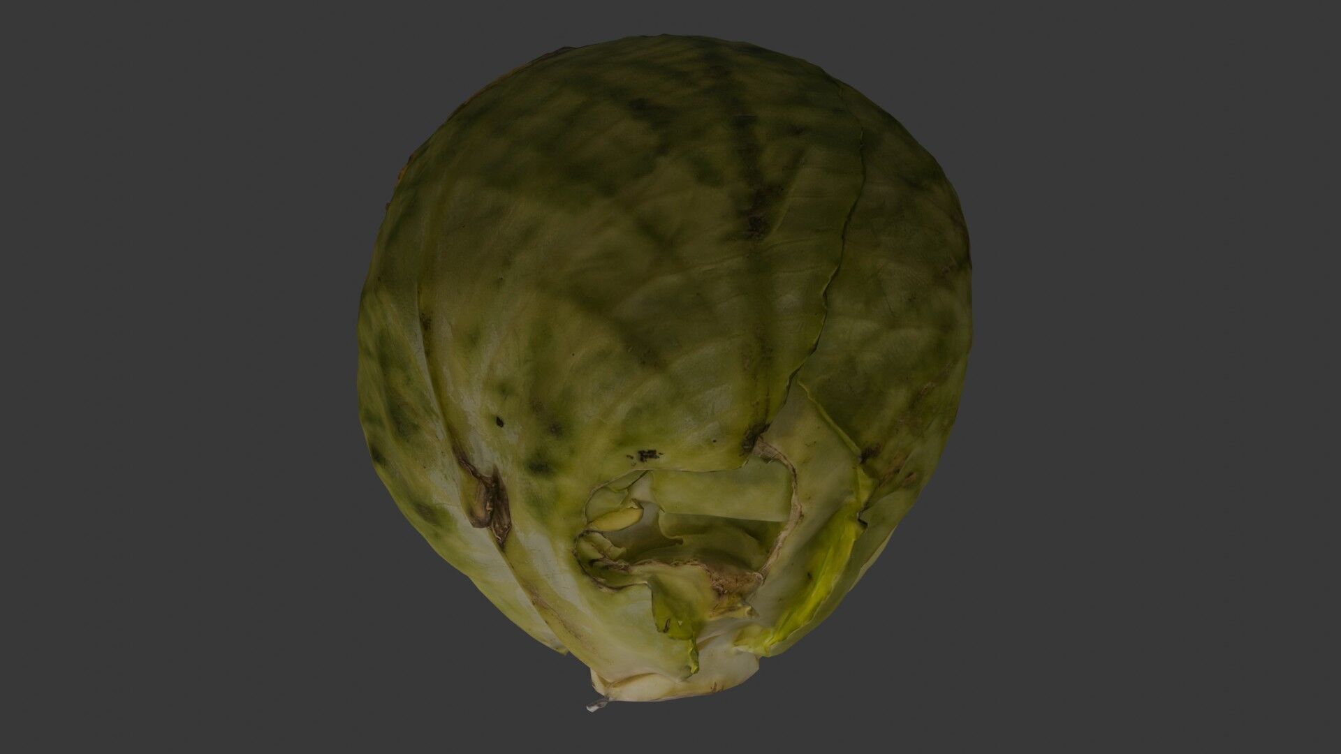 Green Cabbage 3D Model Low-poly 3D model_7