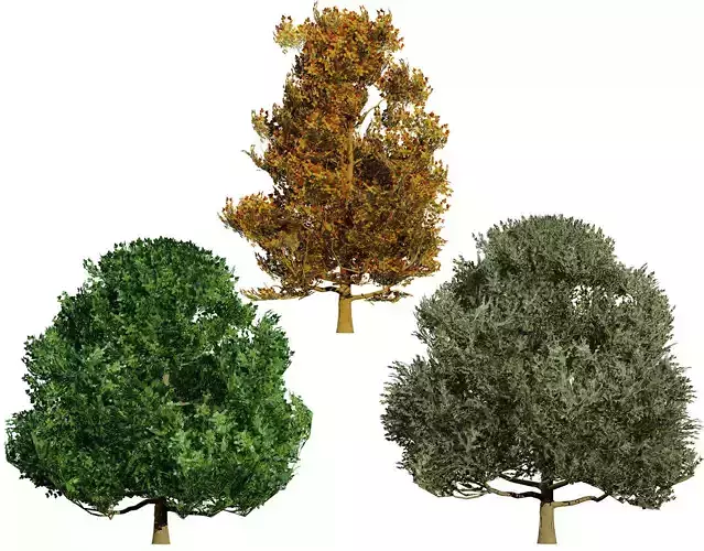 Flemish Linden Tree 3D Model Low-poly 3D model