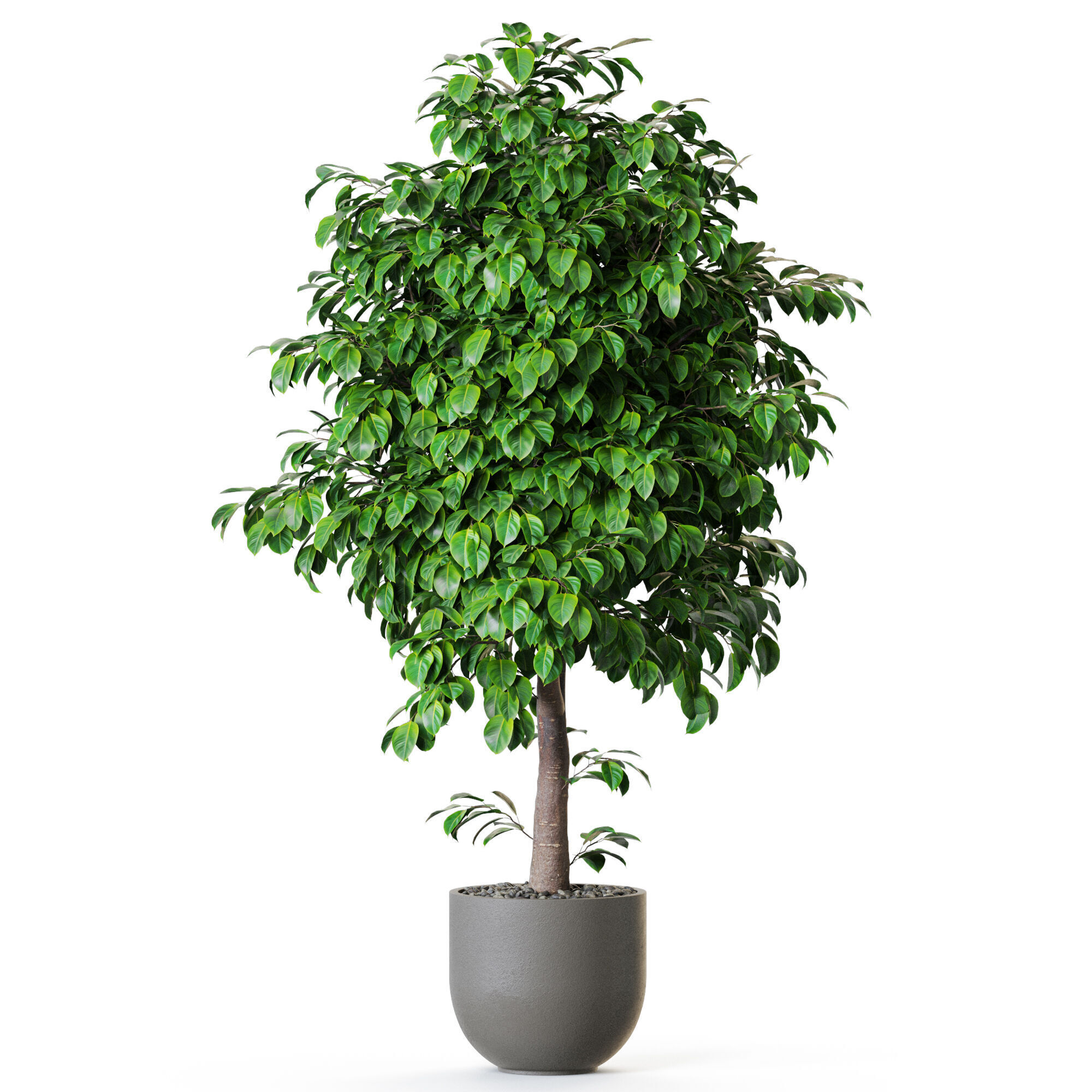 Plant 1201 3D model_1