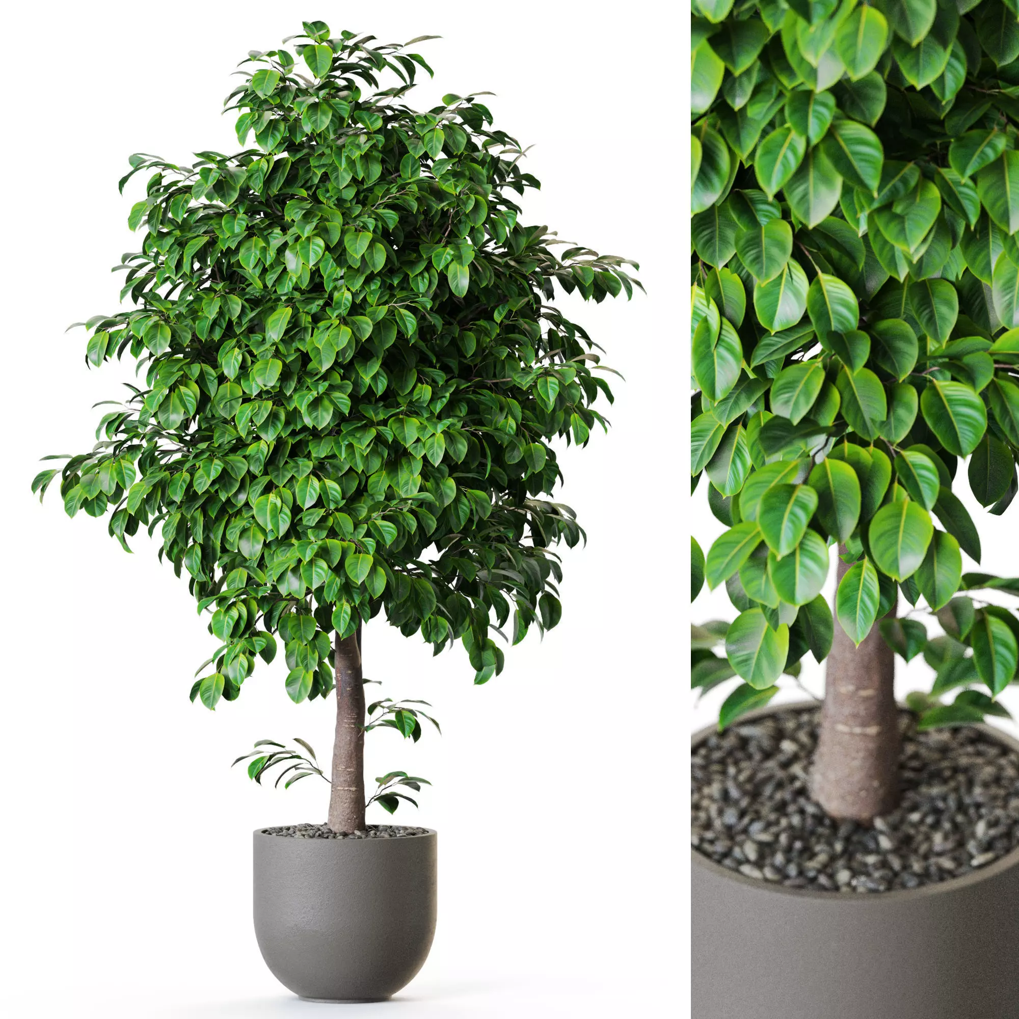 Plant 1201 3D model_0