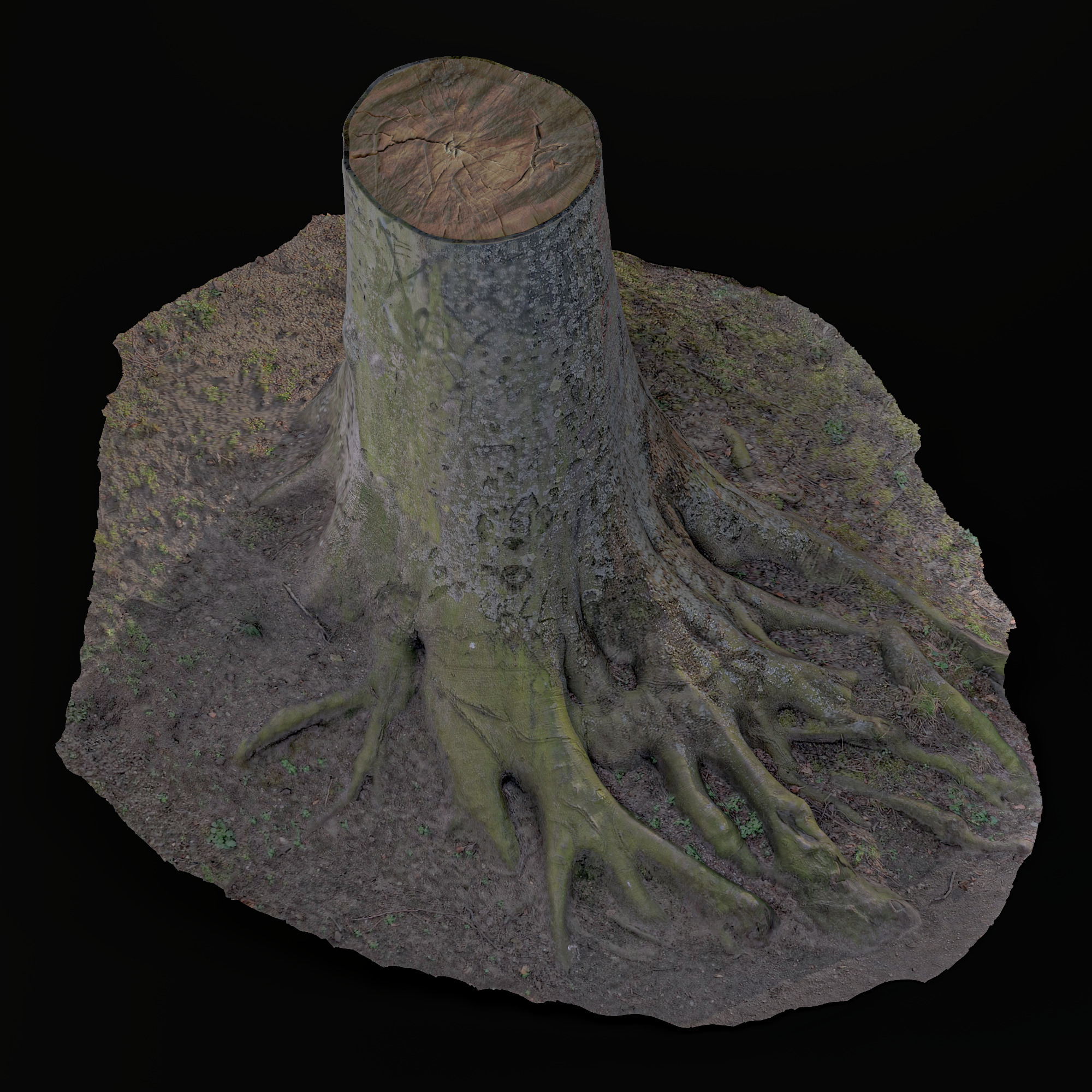 stump tree with roots Low-poly 3D model_3