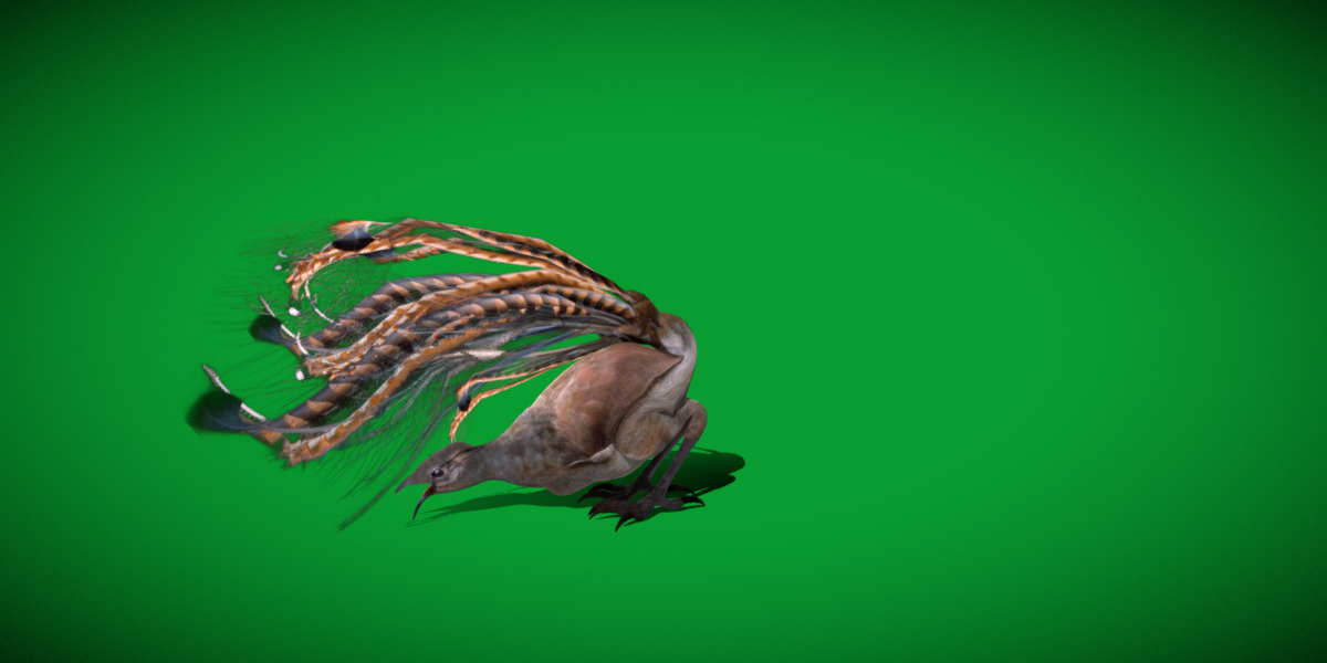 Lyrebird Low-poly 3D model_29