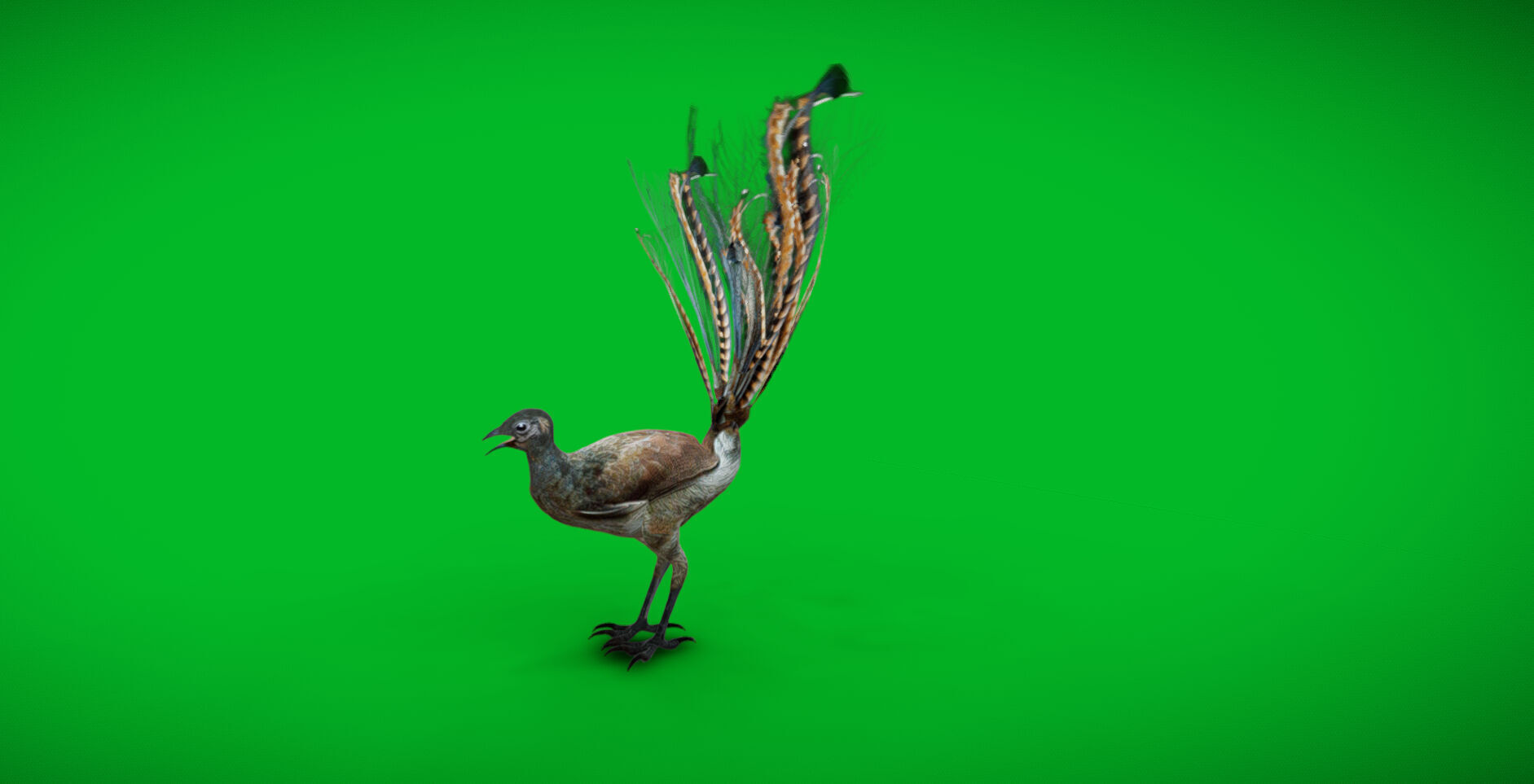 Lyrebird Low-poly 3D model_5