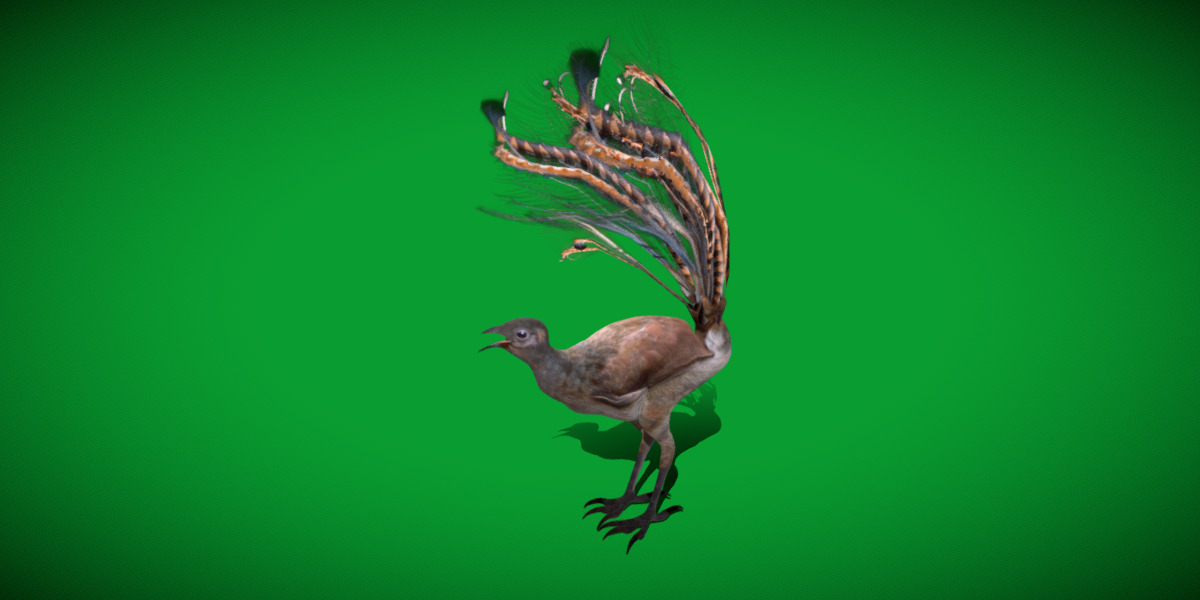 Lyrebird Low-poly 3D model_20