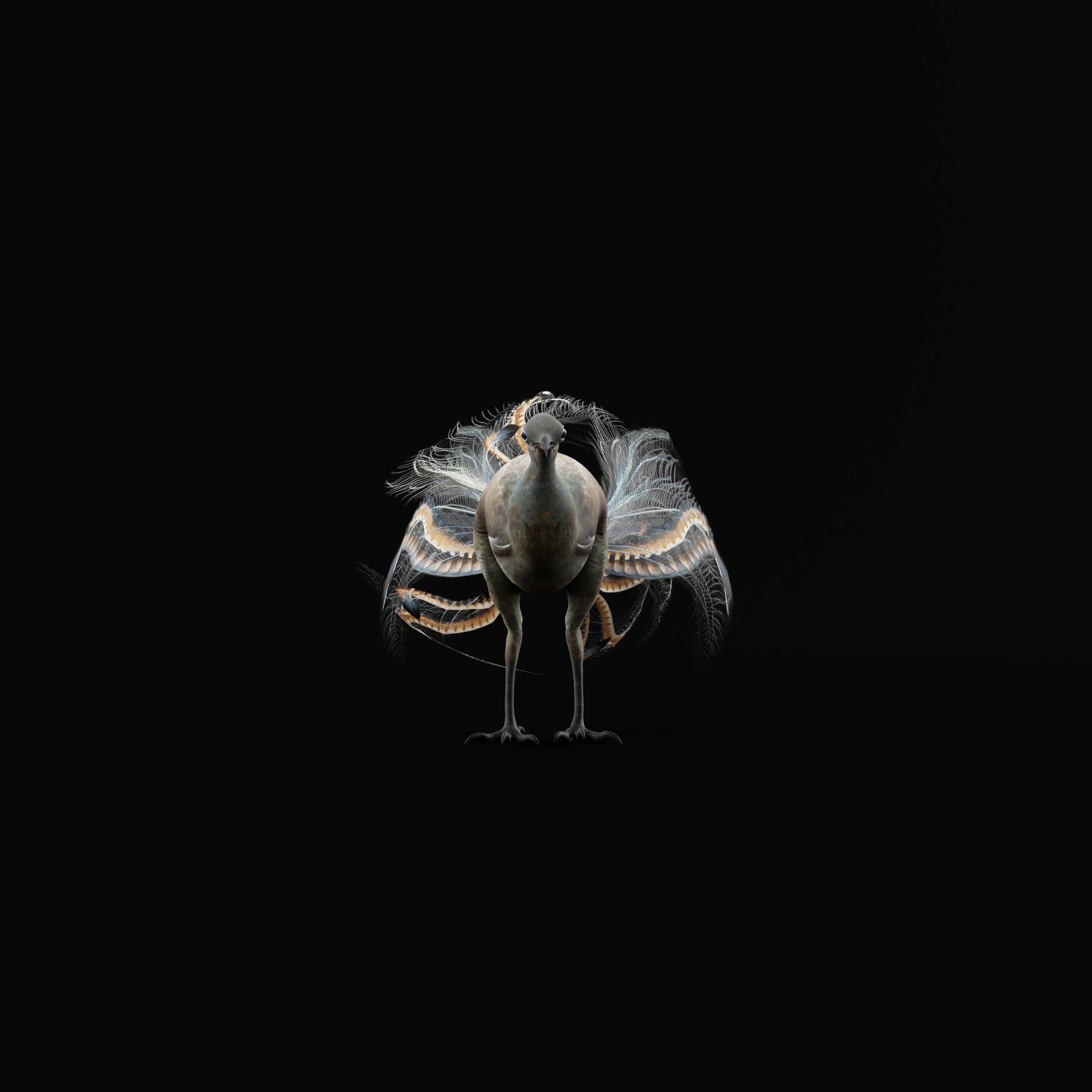 Lyrebird Low-poly 3D model_9