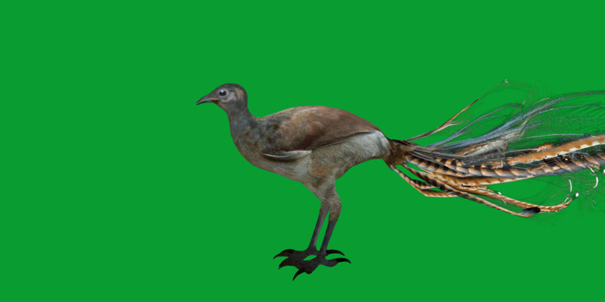 Lyrebird Low-poly 3D model_44