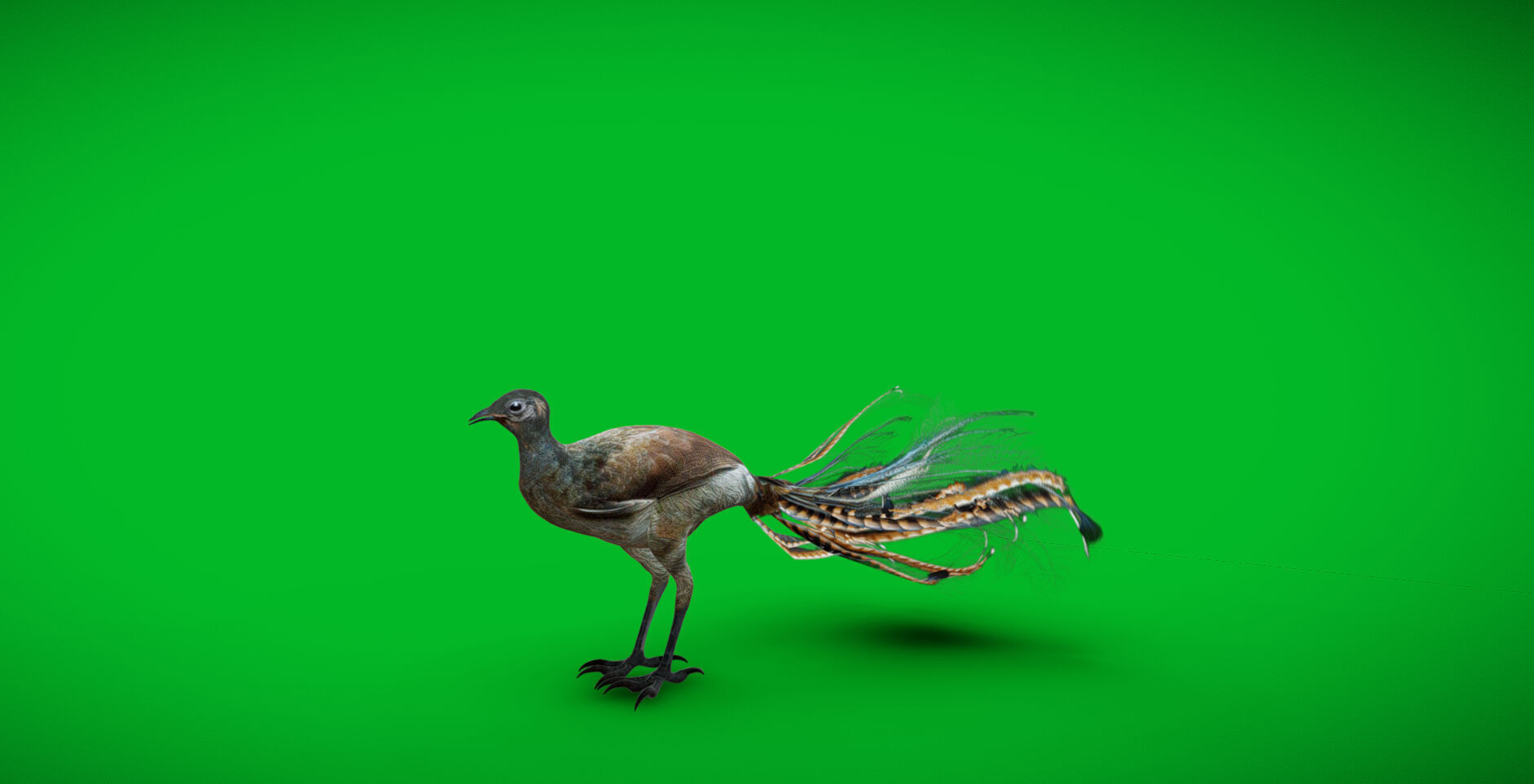 Lyrebird Low-poly 3D model_7