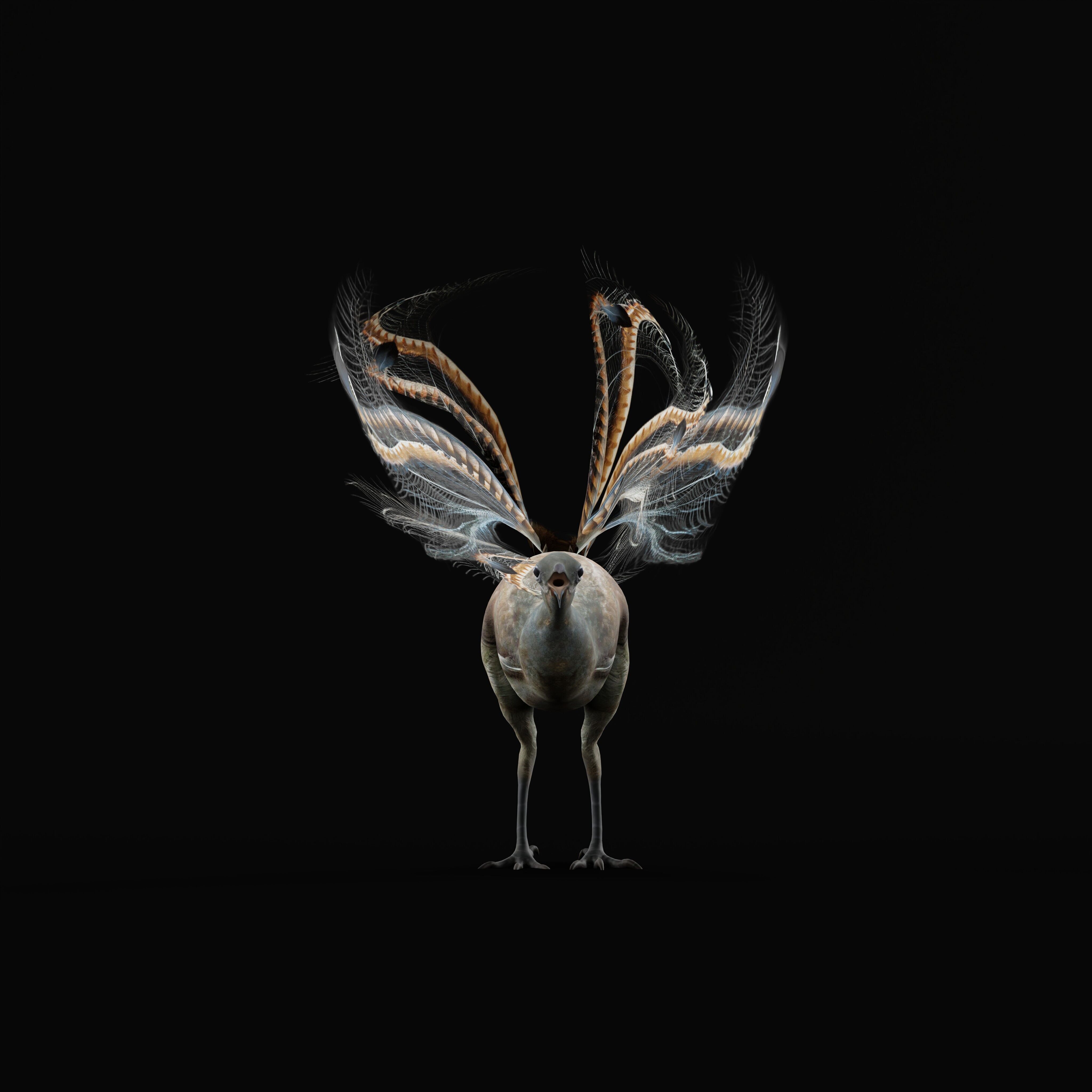 Lyrebird Low-poly 3D model_15