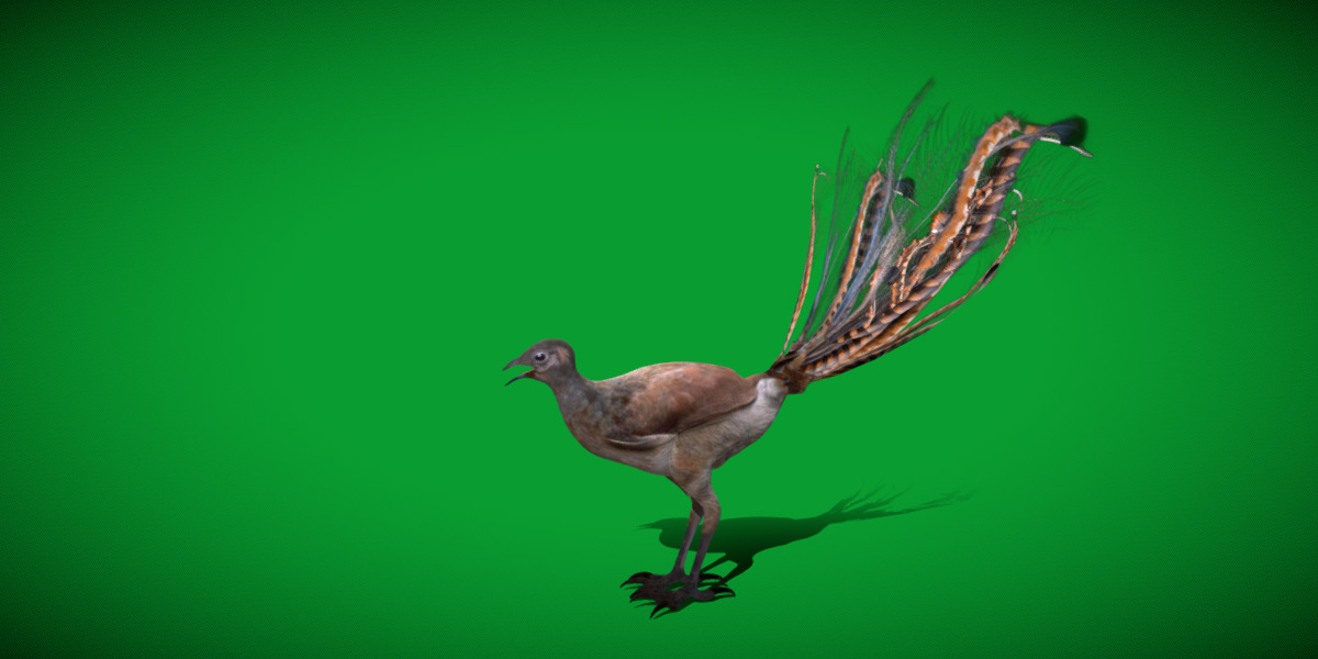 Lyrebird Low-poly 3D model_39