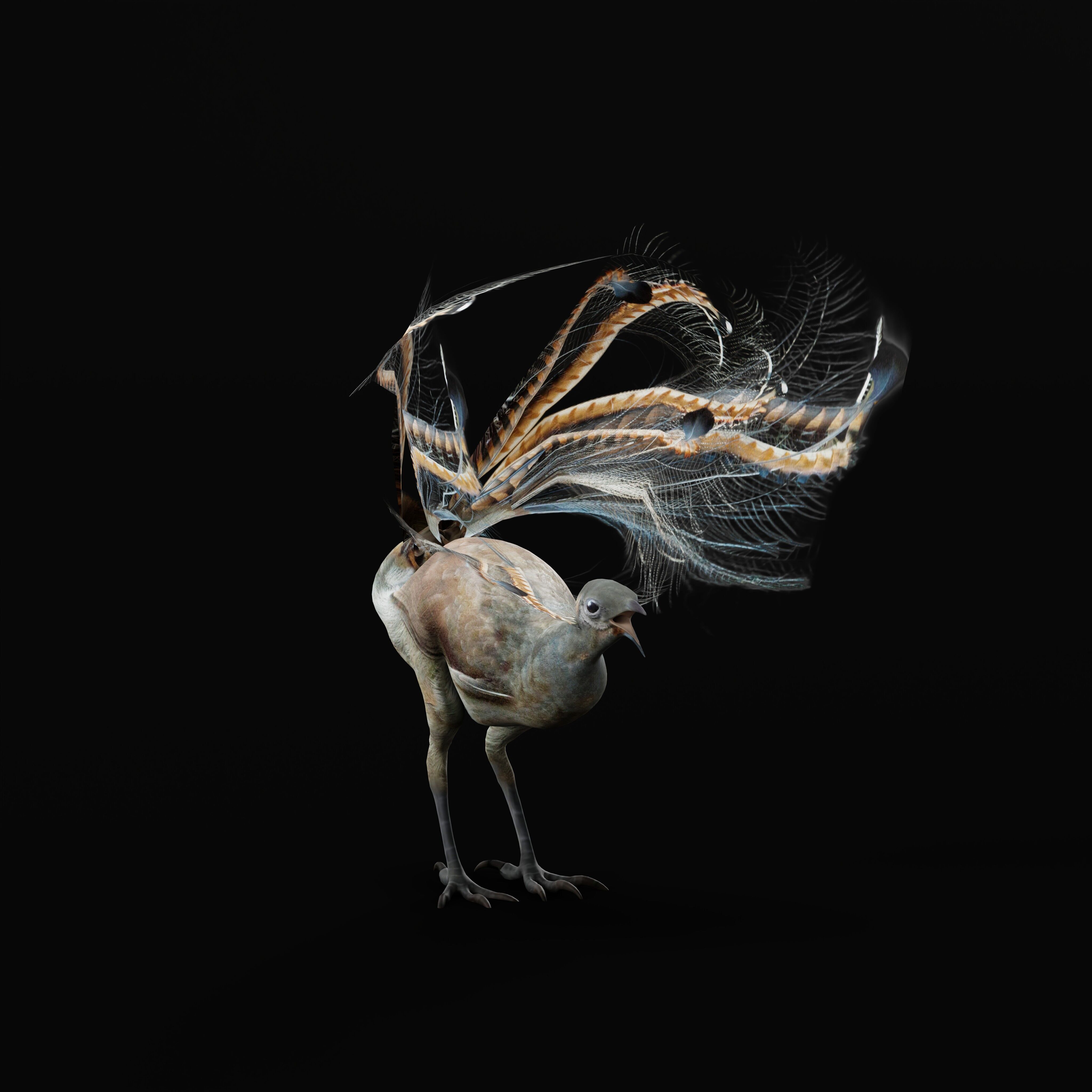 Lyrebird Low-poly 3D model_13
