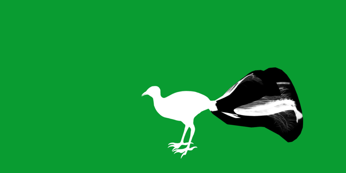 Lyrebird Low-poly 3D model_22