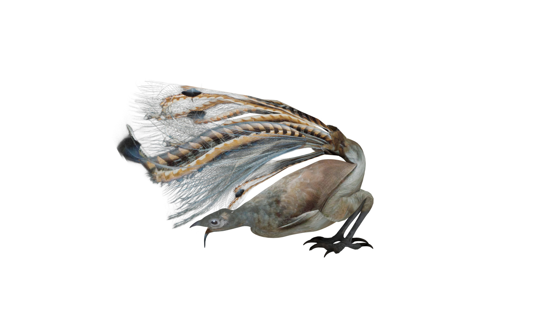 Lyrebird Low-poly 3D model_3