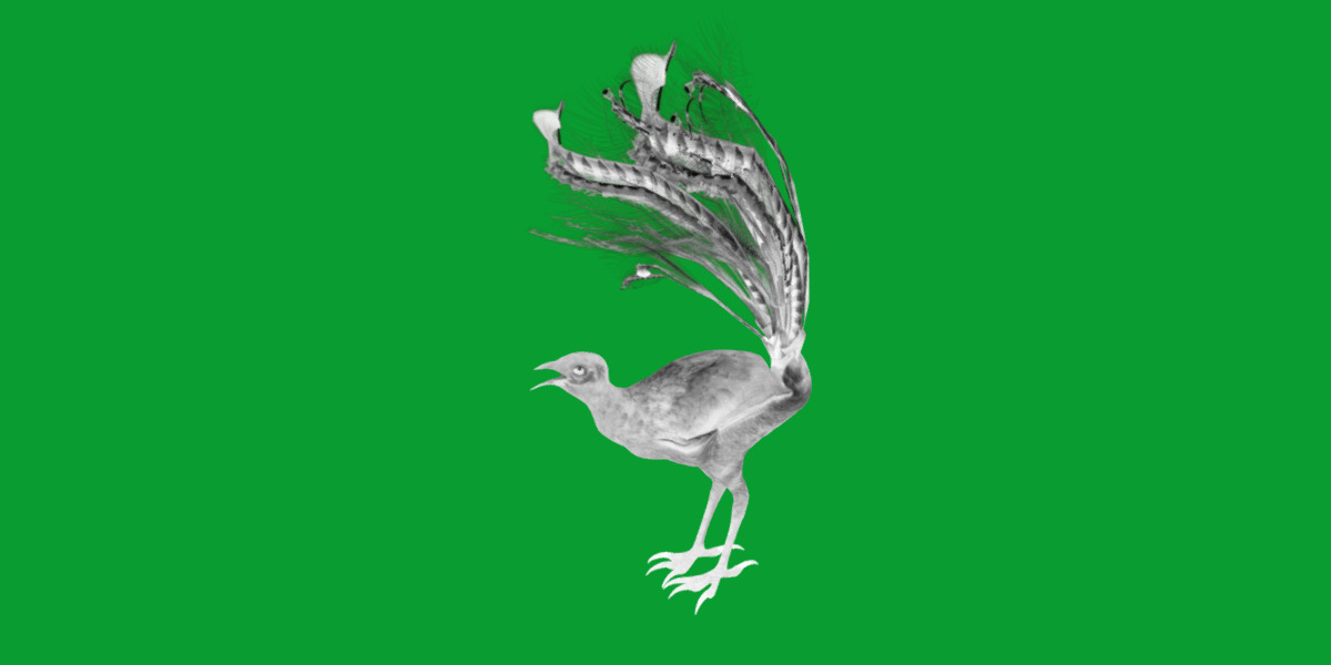 Lyrebird Low-poly 3D model_21