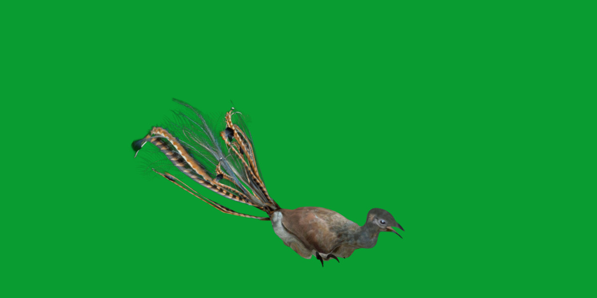 Lyrebird Low-poly 3D model_38