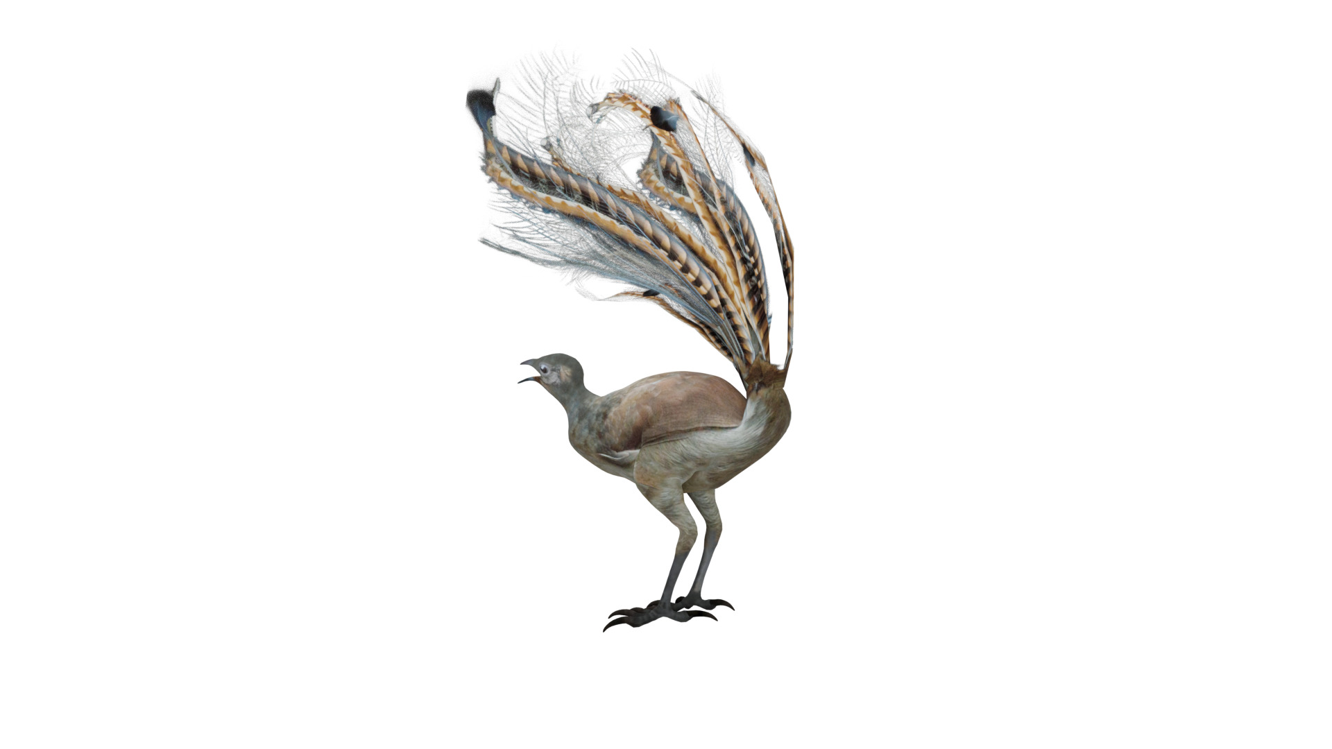 Lyrebird Low-poly 3D model_4