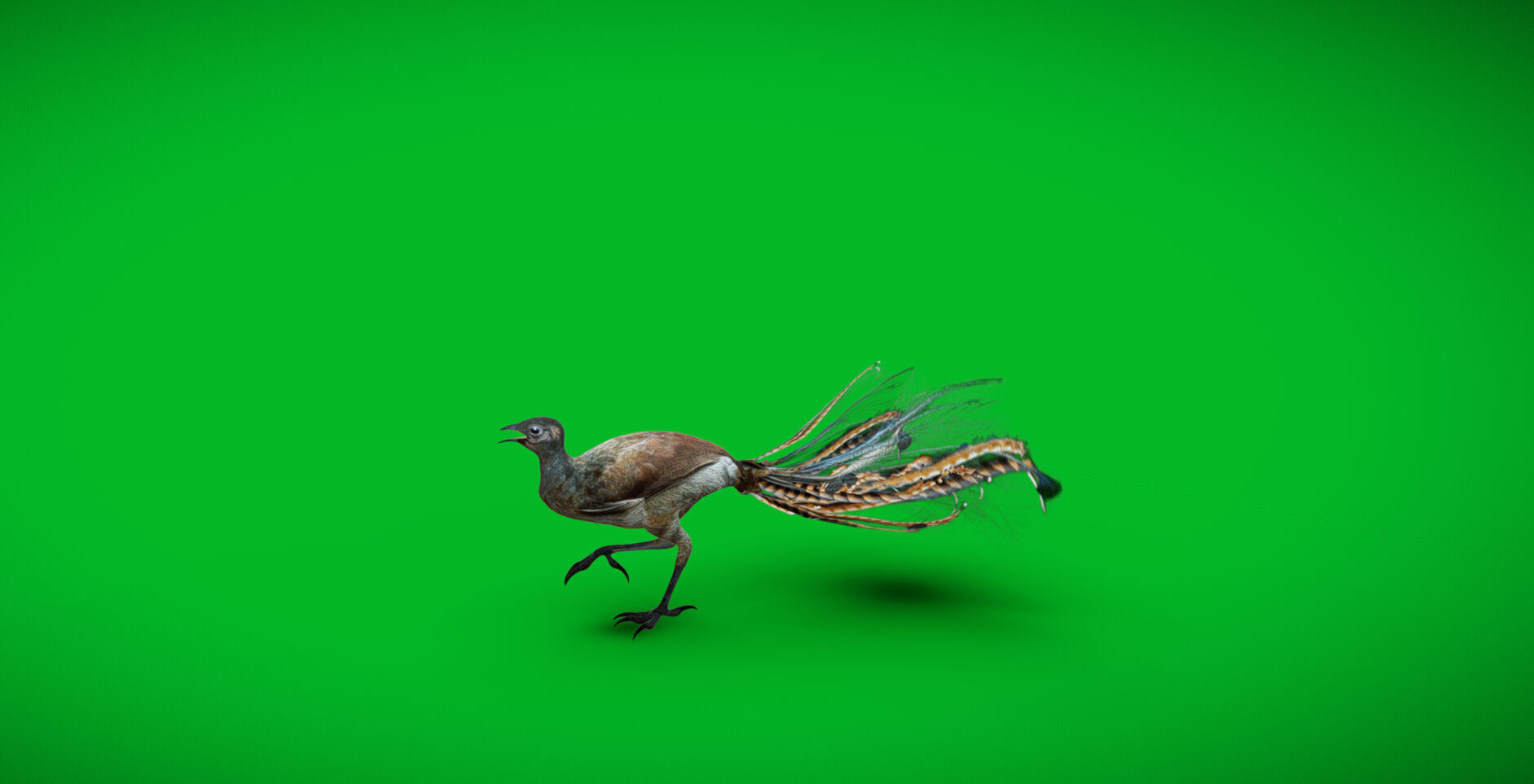 Lyrebird Low-poly 3D model_6