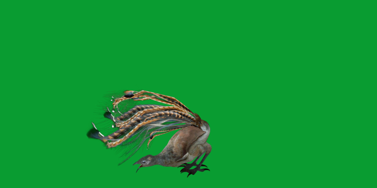 Lyrebird Low-poly 3D model_43