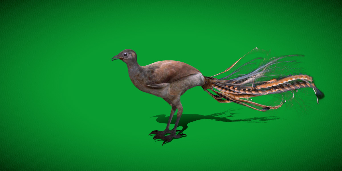 Lyrebird Low-poly 3D model_46