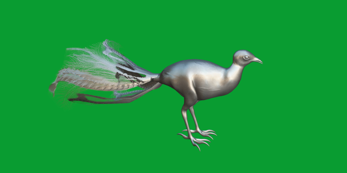 Lyrebird Low-poly 3D model_26