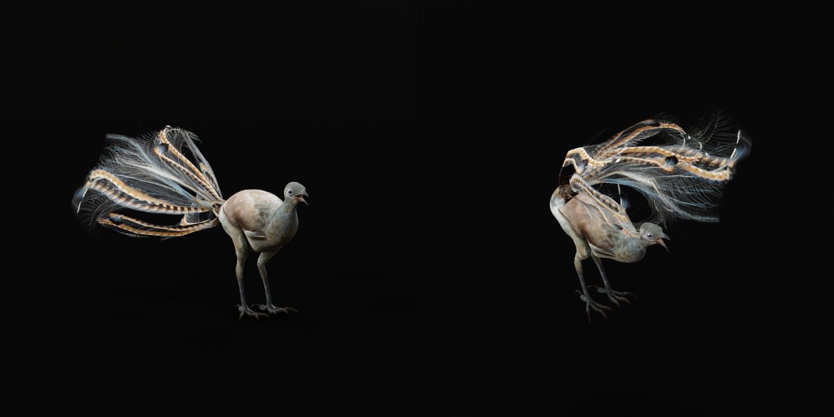 Lyrebird Low-poly 3D model_45