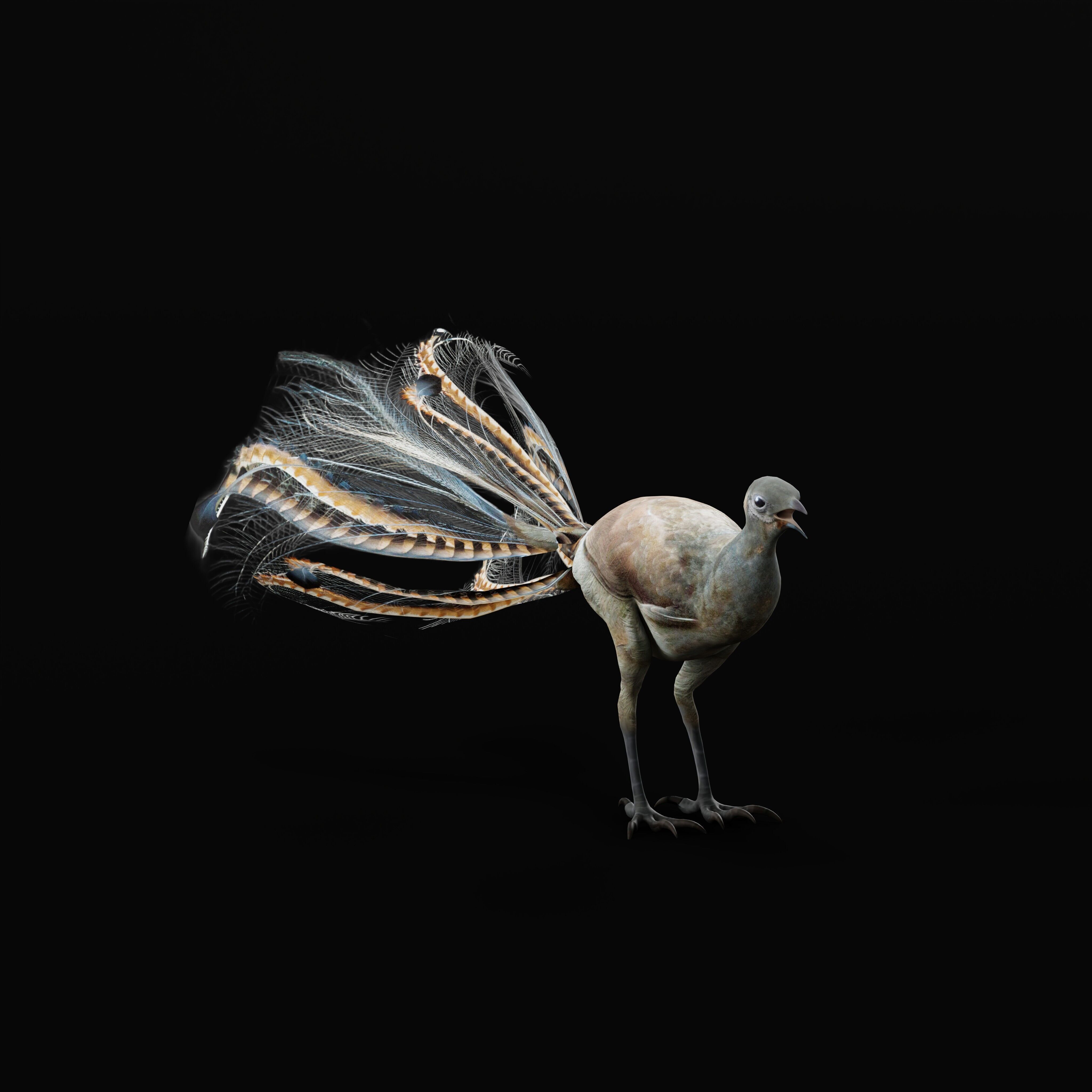 Lyrebird Low-poly 3D model_12
