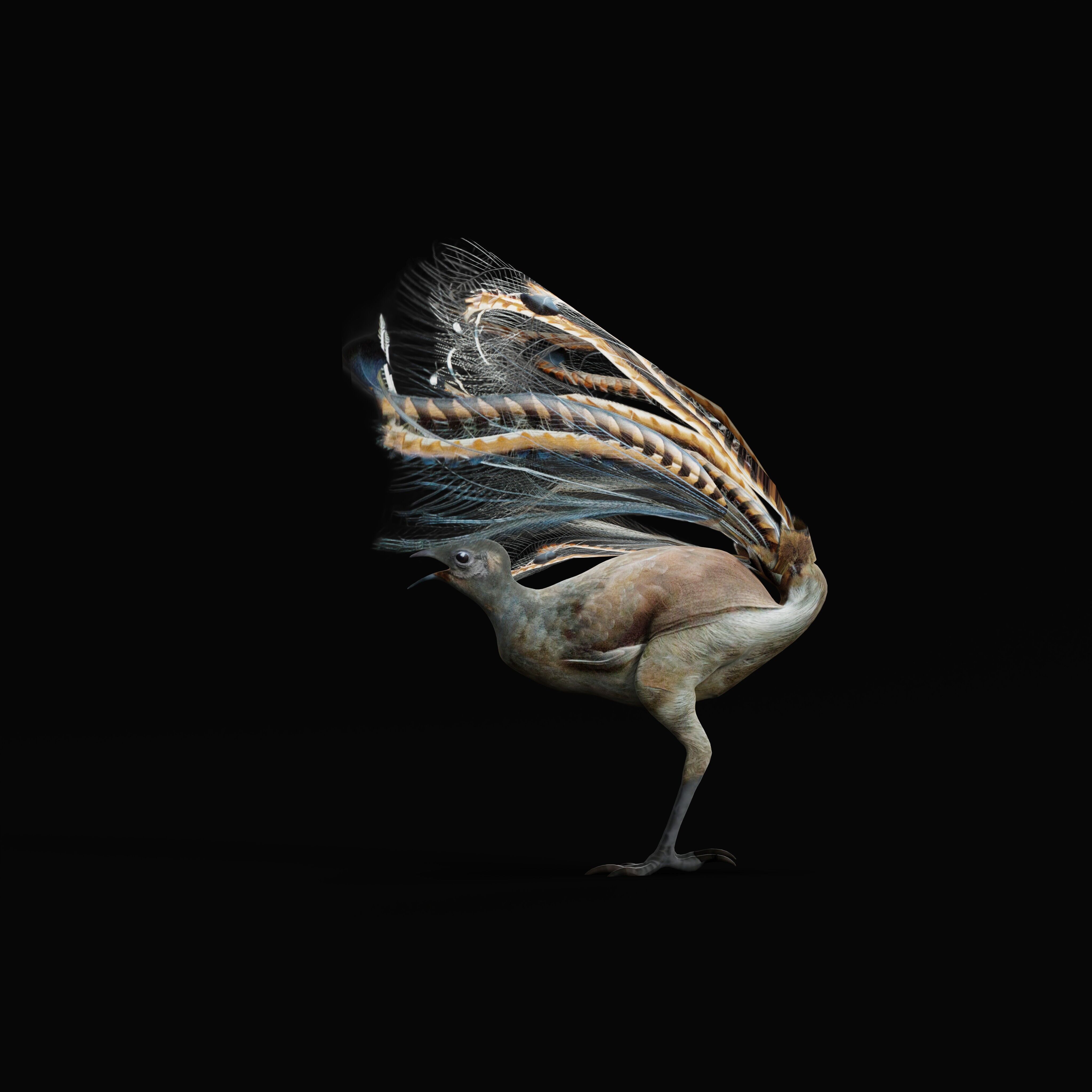 Lyrebird Low-poly 3D model_16