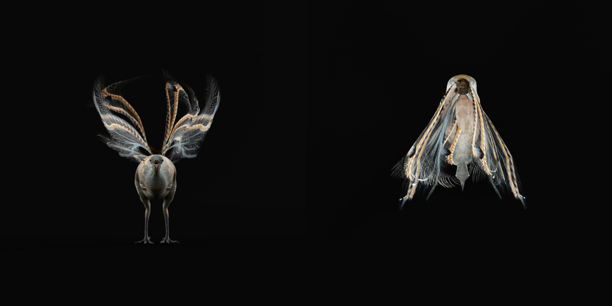 Lyrebird Low-poly 3D model_23