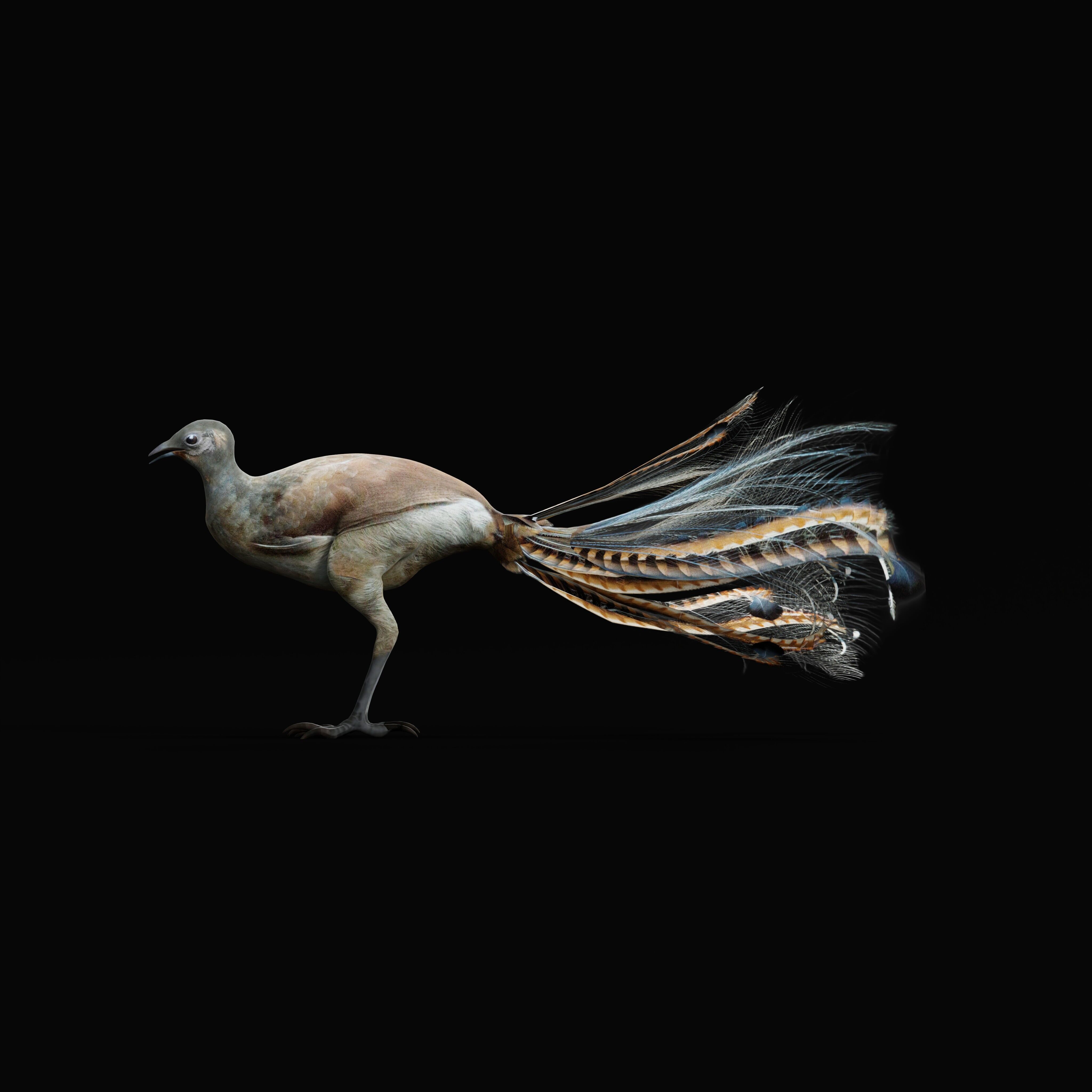 Lyrebird Low-poly 3D model_10